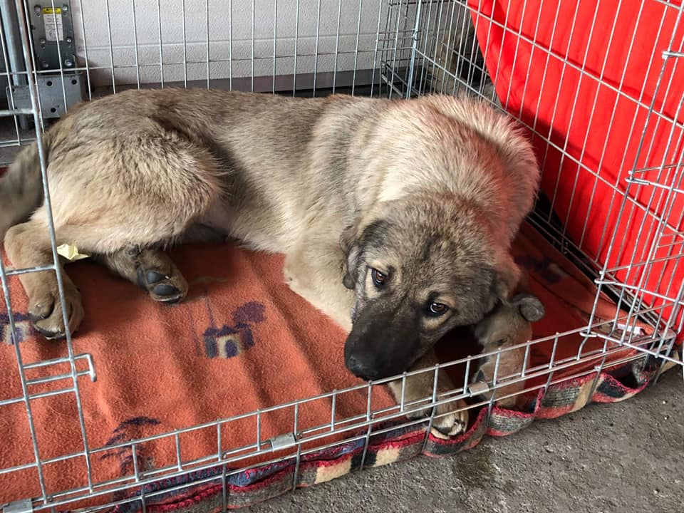 Campanie de sterilizare-Ploiești-câine în cușcă