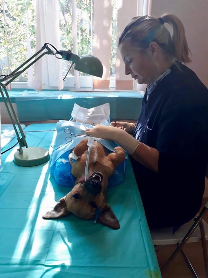 Campanie-sterilizare-câini-și-pisici-Frumușani-dr-Irina-Corbu