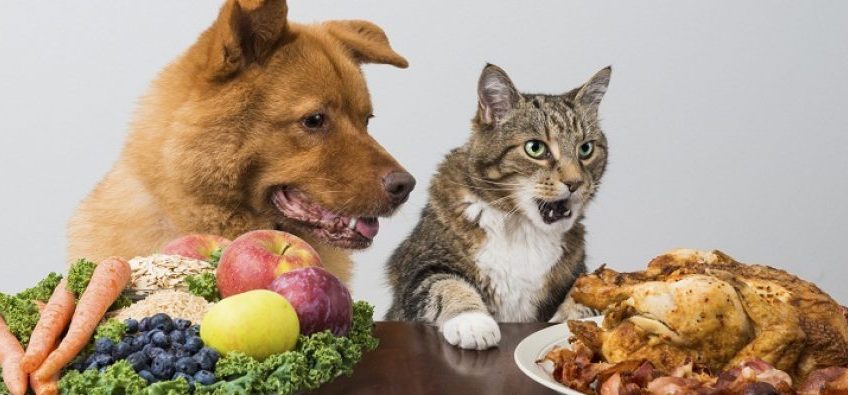 Hrană vegetariană pentru câini, carne pentru pisici