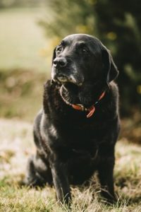 Controale medicale periodice pentru câini seniori